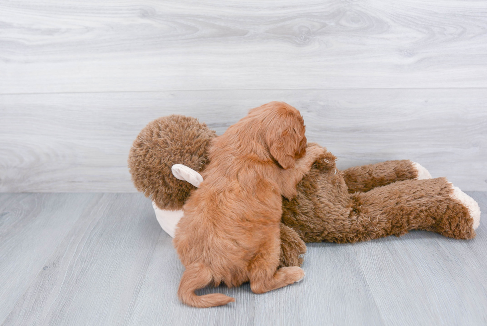 Little Cavoodle Poodle Mix Puppy