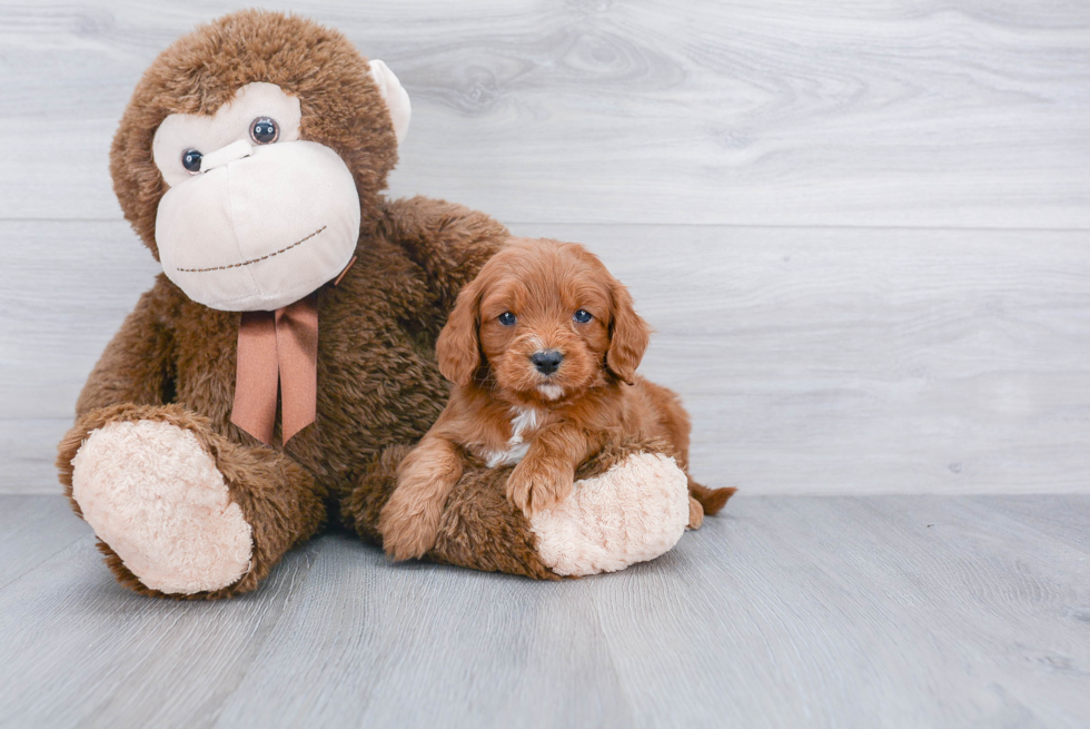 Energetic Cavoodle Poodle Mix Puppy