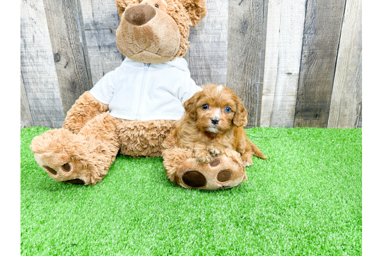 Fluffy Cavapoo Poodle Mix Pup