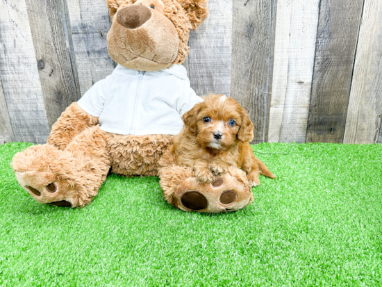 Fluffy Cavapoo Poodle Mix Pup