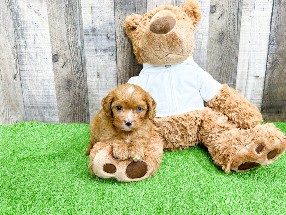 Cavapoo Pup Being Cute