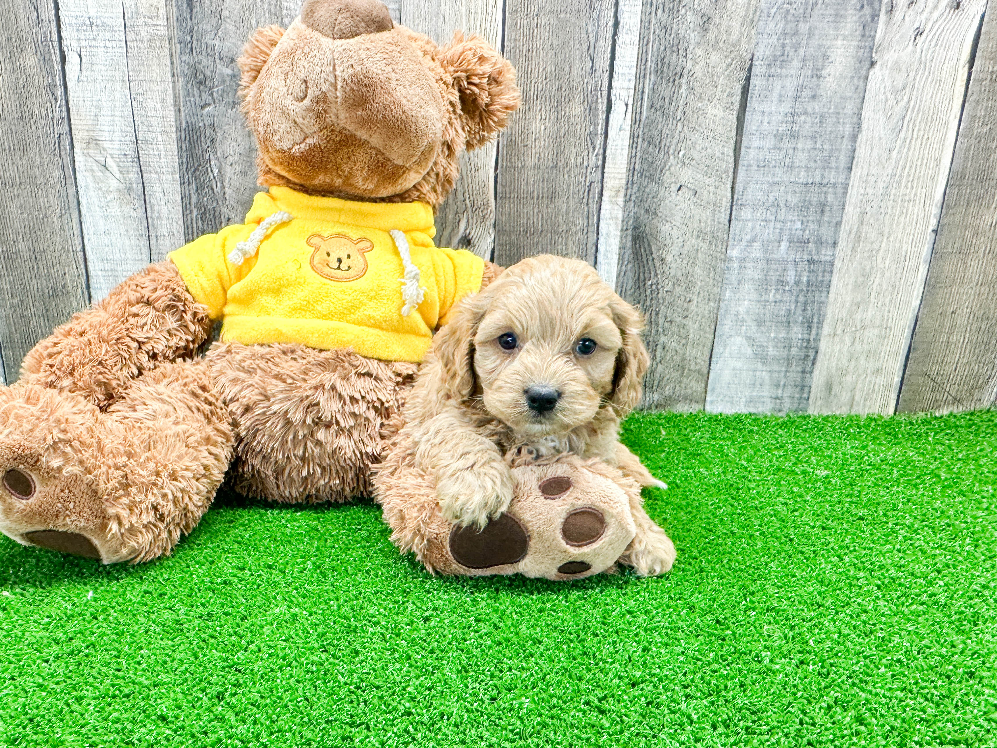 Cavapoo Pup Being Cute