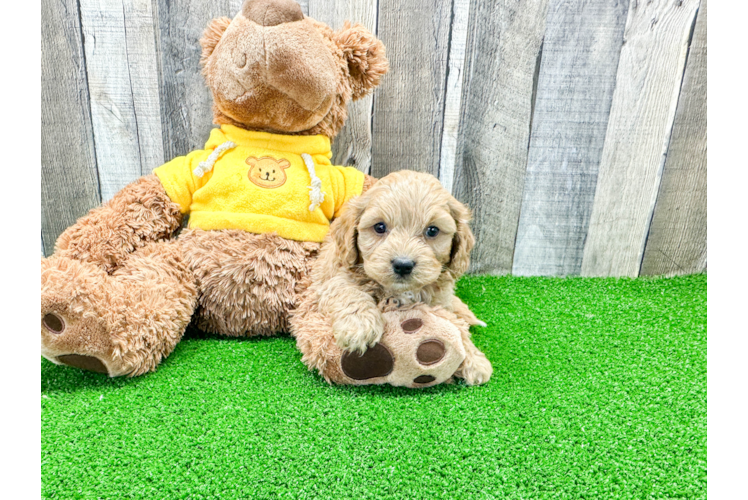 Cavapoo Pup Being Cute