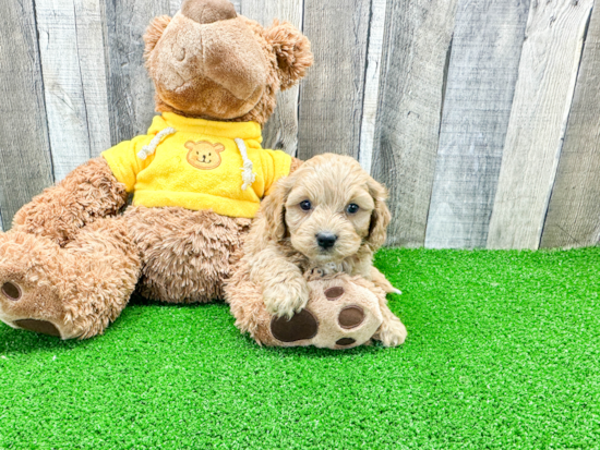 Cavapoo Pup Being Cute