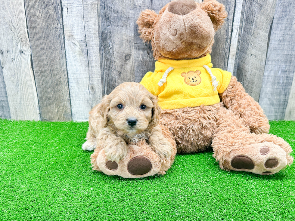 Fluffy Cavapoo Poodle Mix Pup