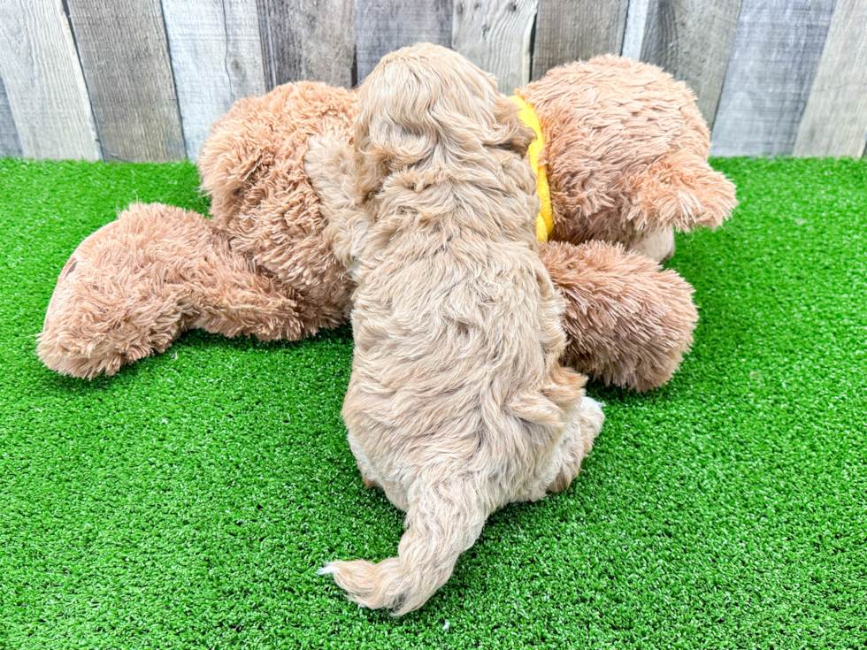 Adorable Cavoodle Poodle Mix Puppy