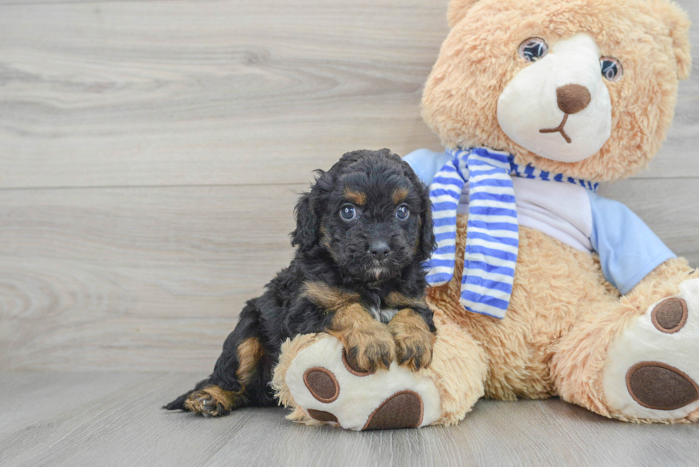 Energetic Cavoodle Poodle Mix Puppy