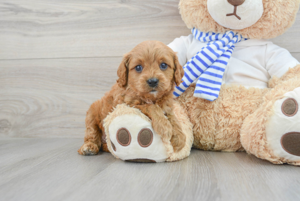 Popular Cavapoo Poodle Mix Pup