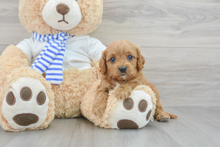 Cute Cavapoo Baby