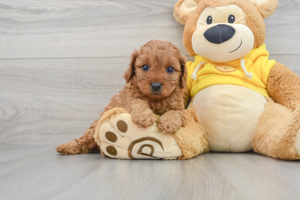 Cavapoo Puppy for Adoption