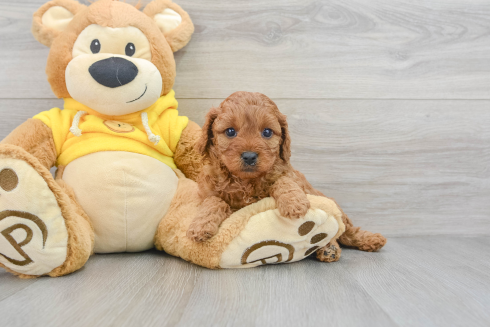 Playful Cavoodle Poodle Mix Puppy