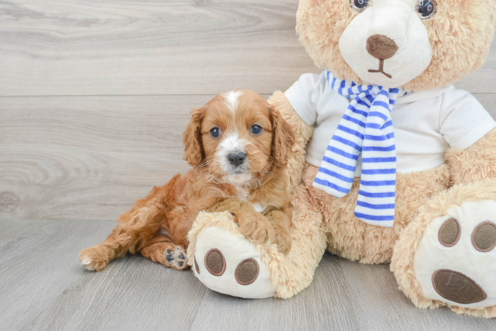 Cavapoo Pup Being Cute