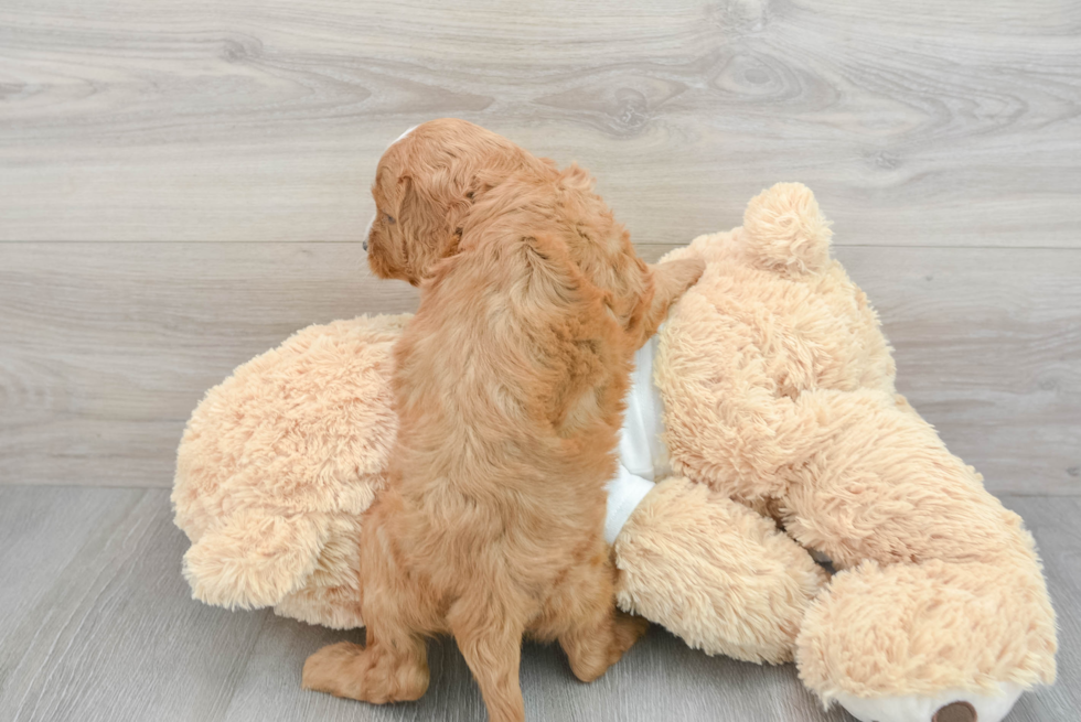 Cavapoo Puppy for Adoption
