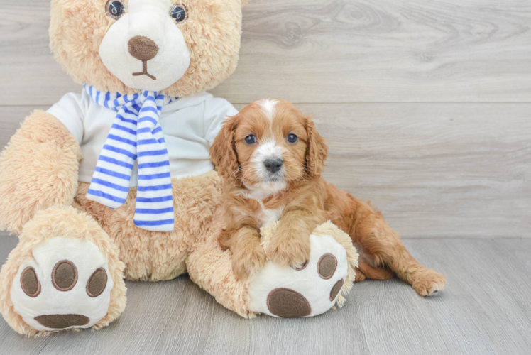 Sweet Cavapoo Baby