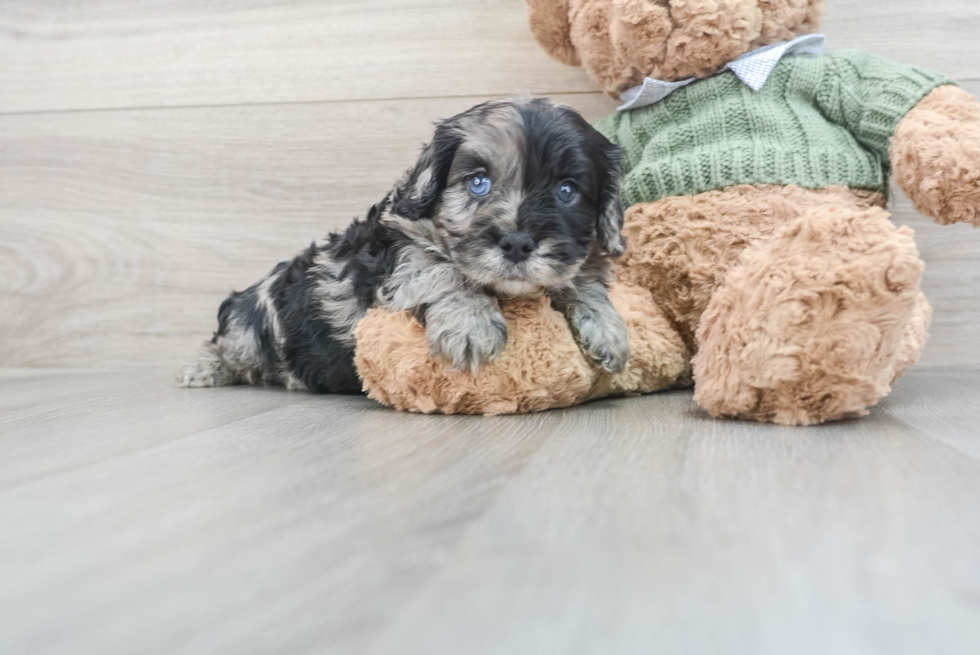 Friendly Cavapoo Baby