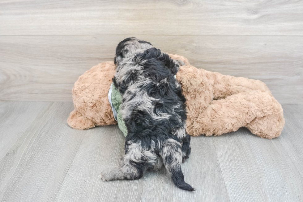 Cavapoo Pup Being Cute