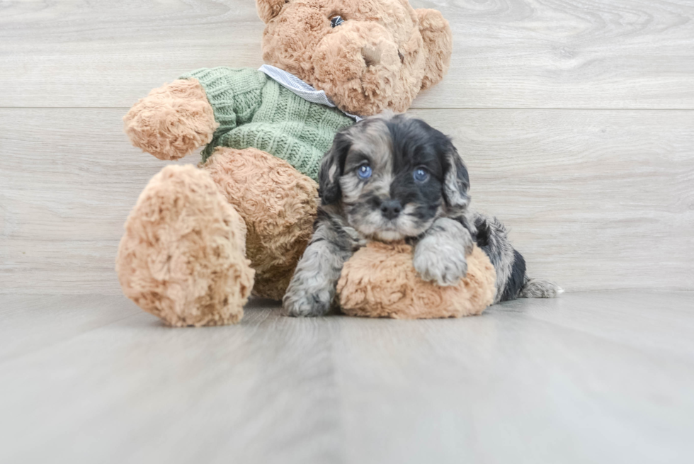 Petite Cavapoo Poodle Mix Pup