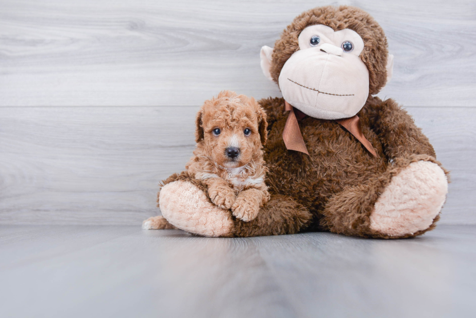 Fluffy Cavapoo Poodle Mix Pup