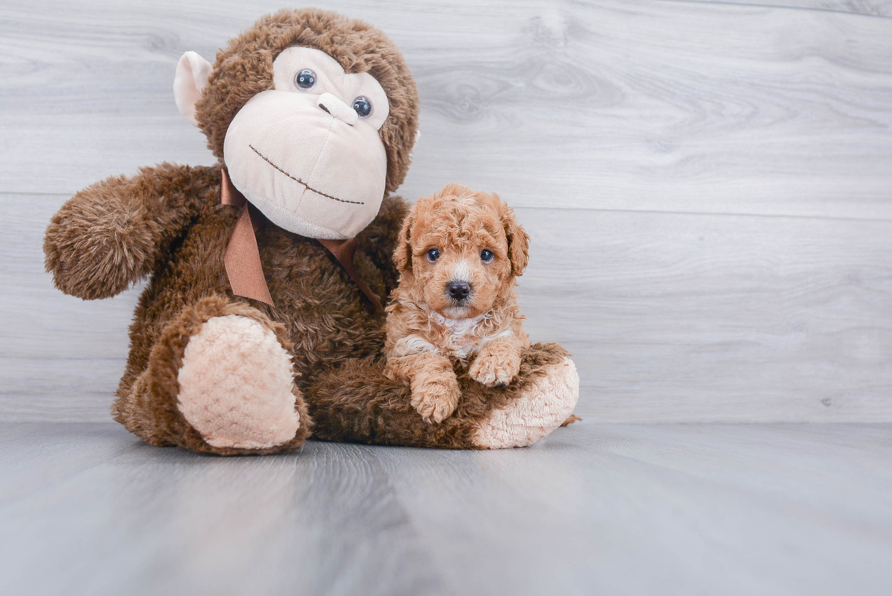Small Cavapoo Baby
