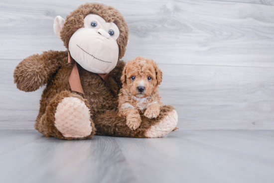 Small Cavapoo Baby