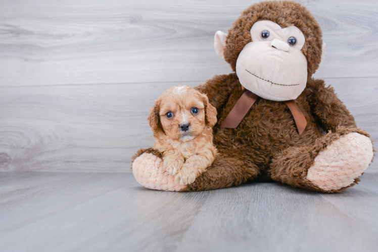 Best Cavapoo Baby