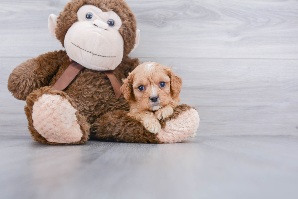 Energetic Cavoodle Poodle Mix Puppy