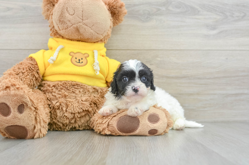 9 week old Cavapoo Puppy For Sale - Premier Pups