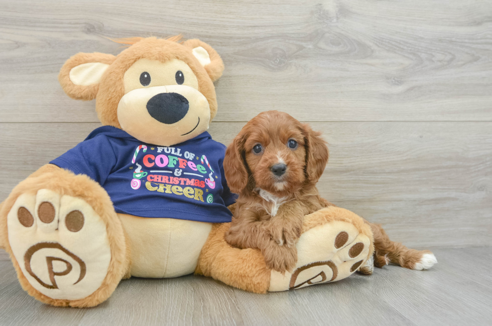 5 week old Cavapoo Puppy For Sale - Premier Pups