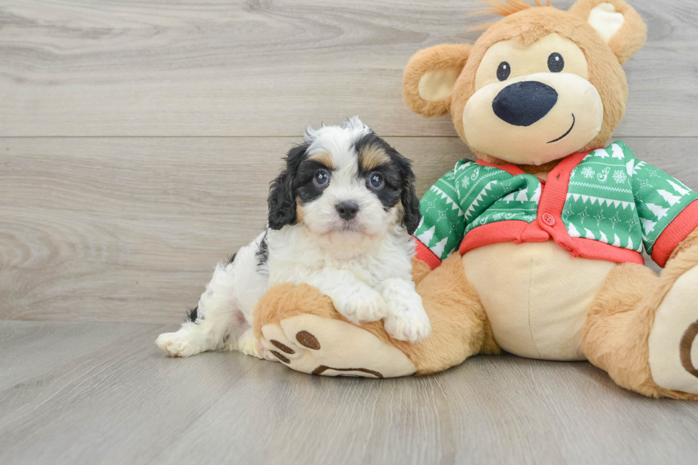 Playful Cavapoodle Poodle Mix Puppy