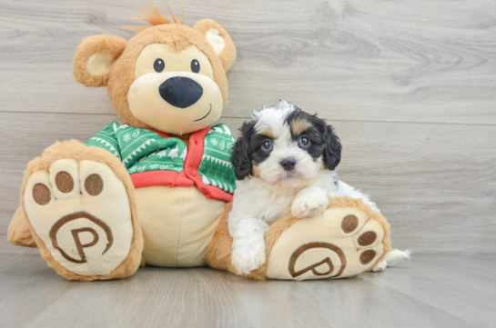 Cavapoo Pup Being Cute