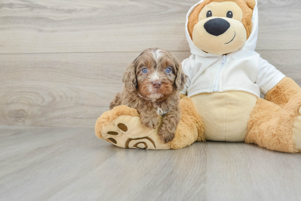 Little Cavipoo Poodle Mix Puppy