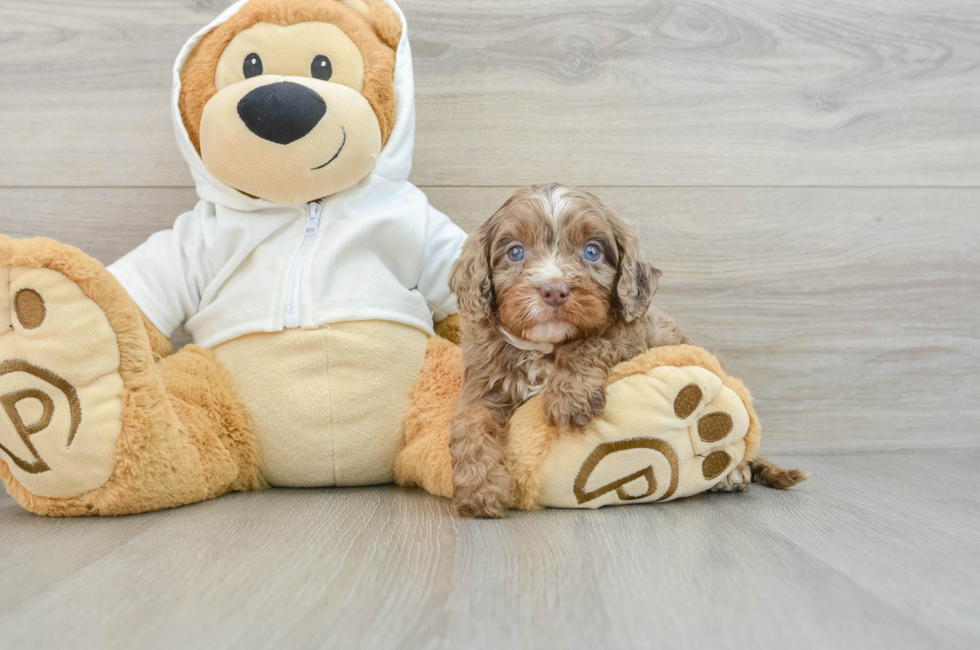 5 week old Cavapoo Puppy For Sale - Premier Pups