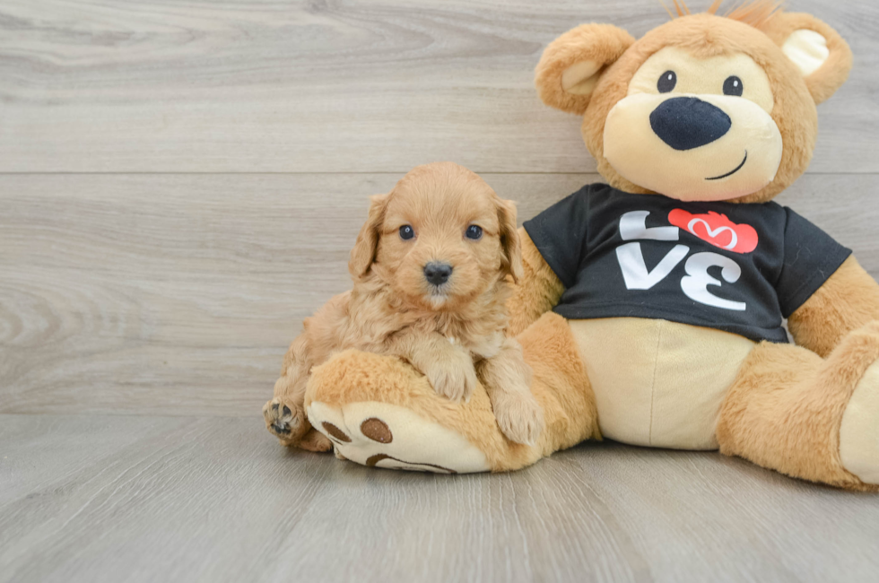 6 week old Cavapoo Puppy For Sale - Premier Pups