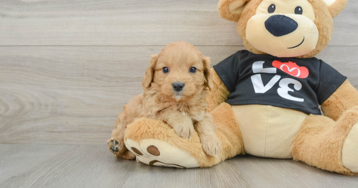 Cute Cavapoo Kaiser: 4lb 2oz Doodle Puppy