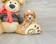 8 week old Cavapoo Puppy For Sale - Premier Pups