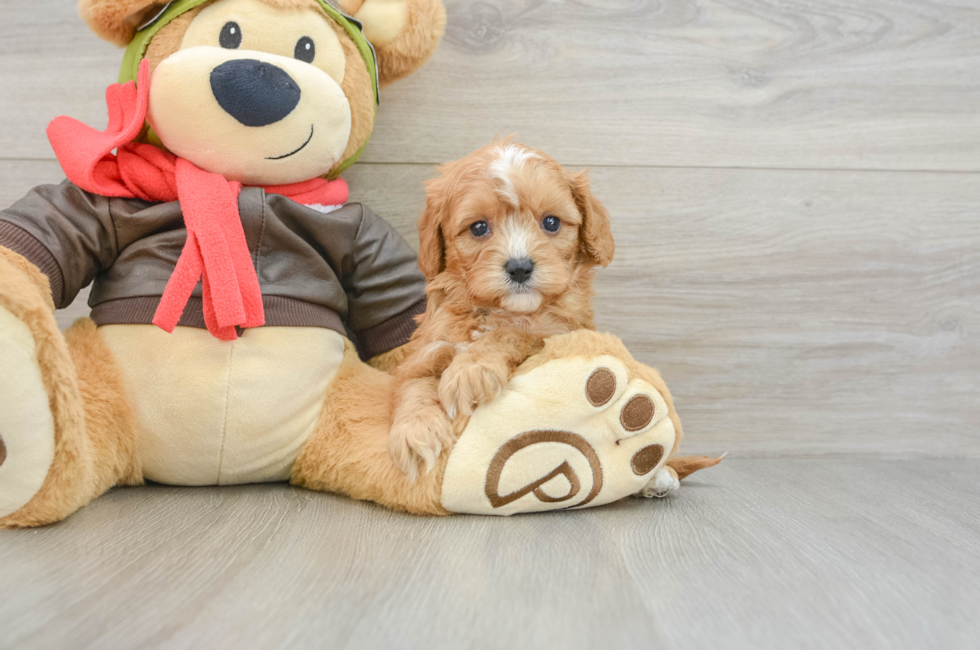 5 week old Cavapoo Puppy For Sale - Premier Pups