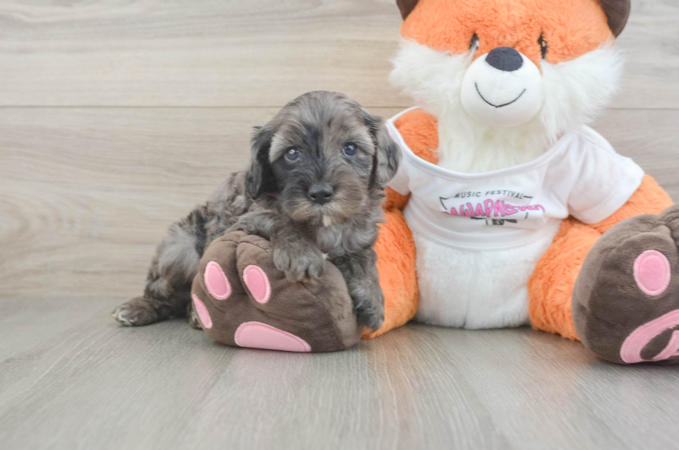 5 week old Cavapoo Puppy For Sale - Premier Pups