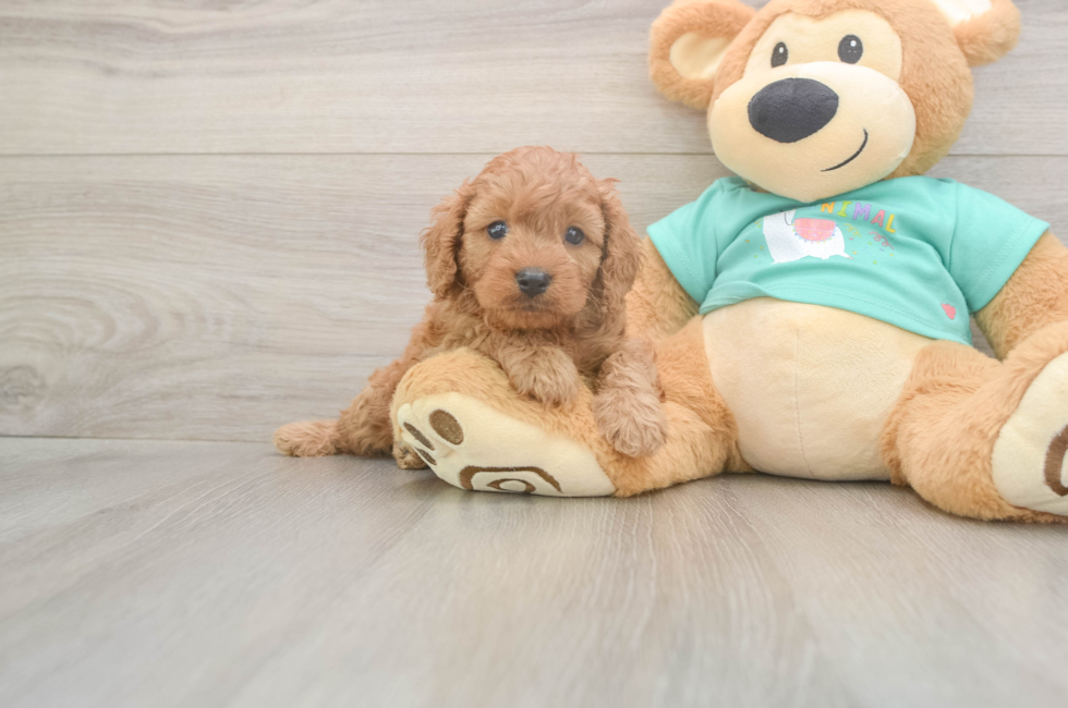 5 week old Cavapoo Puppy For Sale - Premier Pups