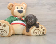 7 week old Cavapoo Puppy For Sale - Premier Pups