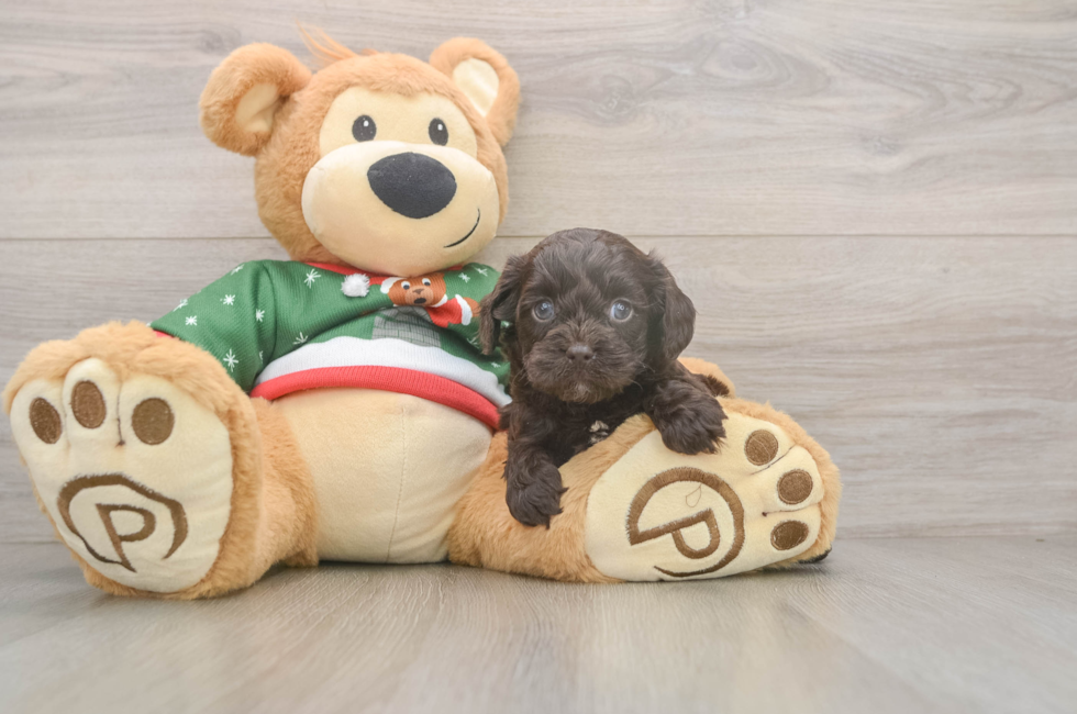 5 week old Cavapoo Puppy For Sale - Premier Pups