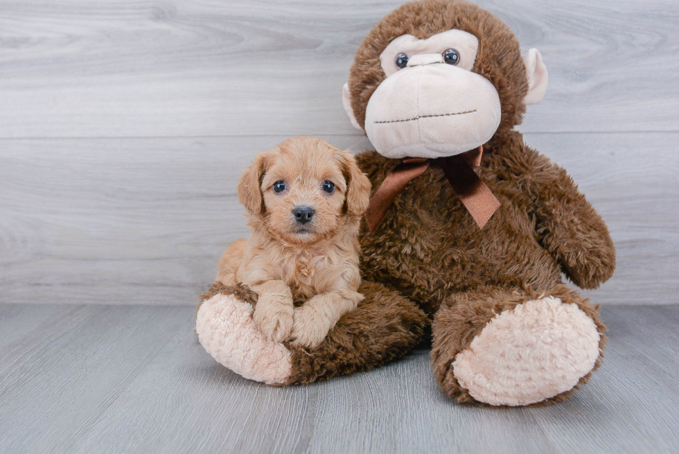 Best Cavapoo Baby