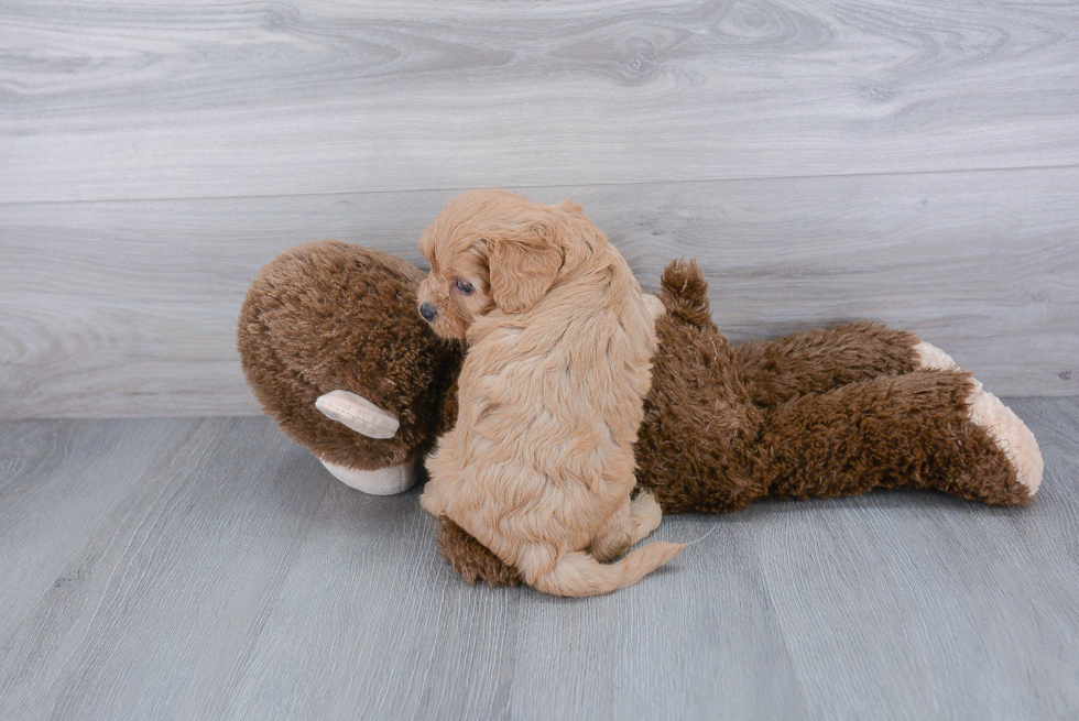 Funny Cavapoo Poodle Mix Pup