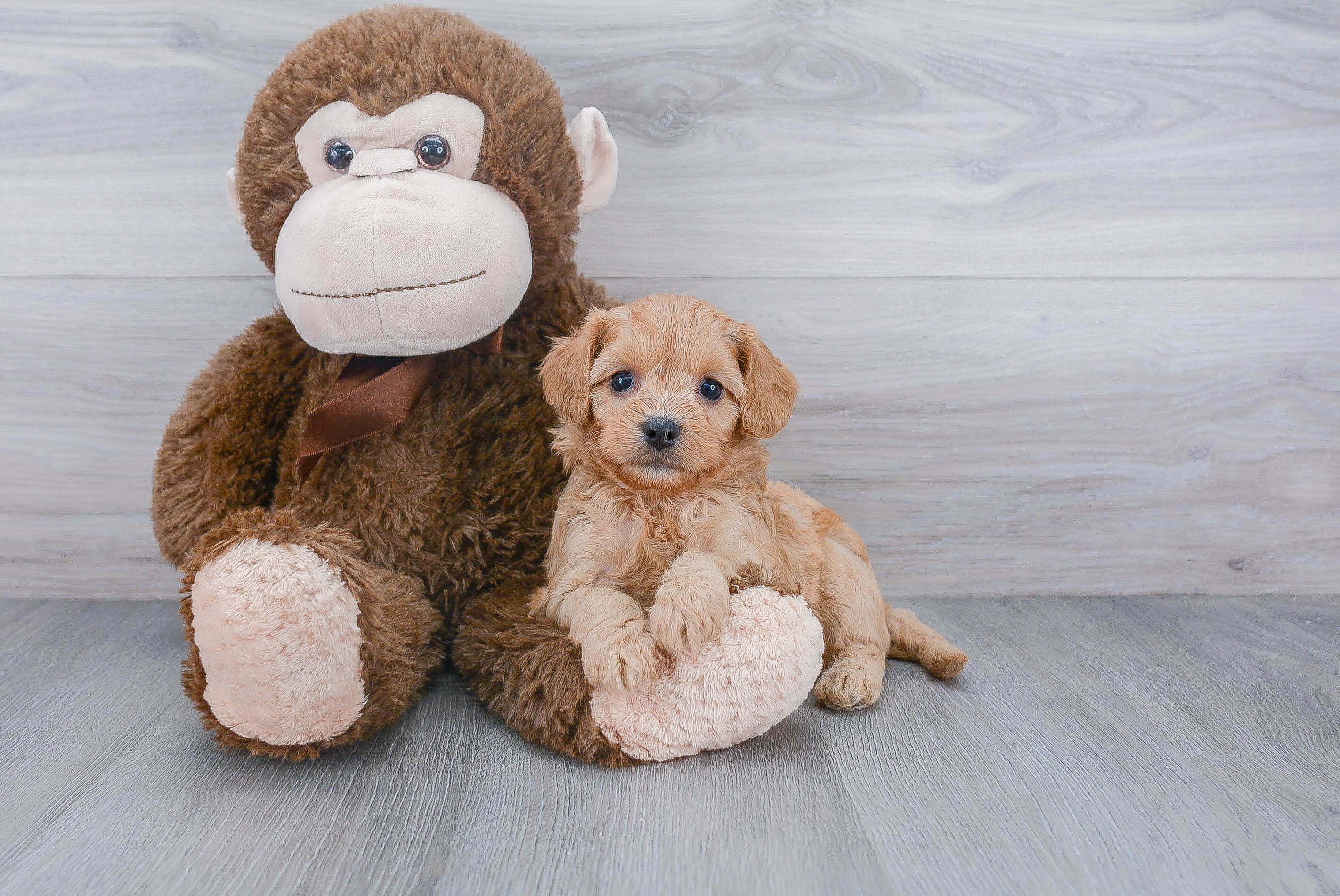 Best Cavapoo Baby