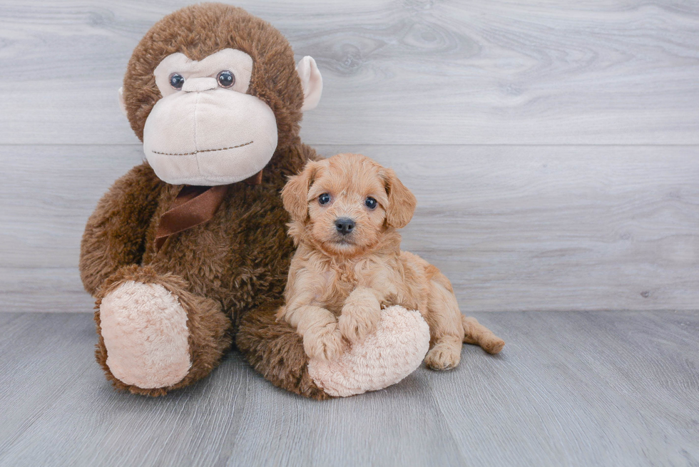 Best Cavapoo Baby