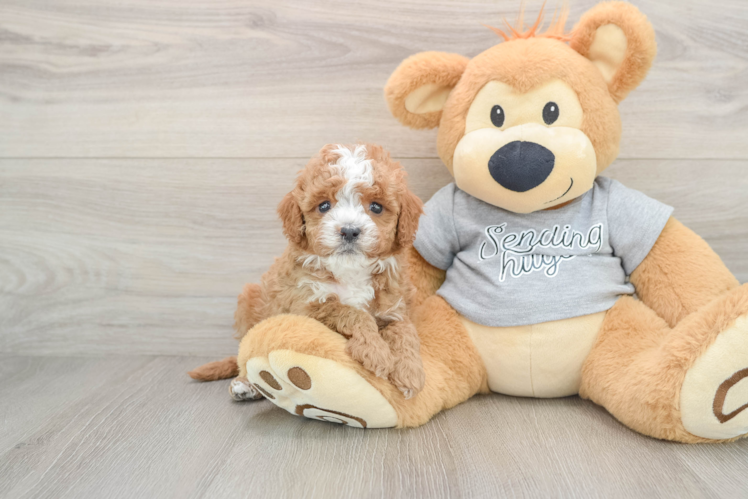 Cavapoo Puppy for Adoption