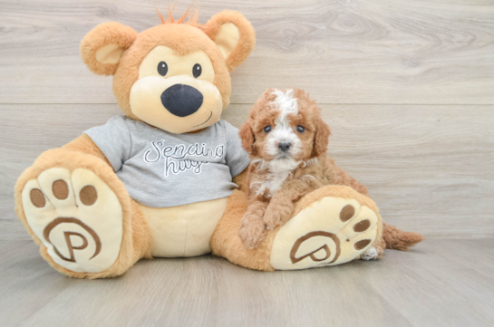Sweet Cavapoo Baby