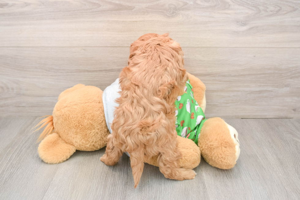 Cavapoo Pup Being Cute