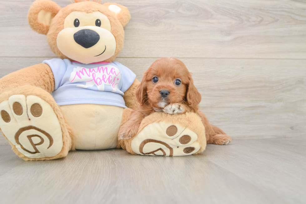 Friendly Cavapoo Baby