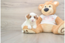 Friendly Cavapoo Baby