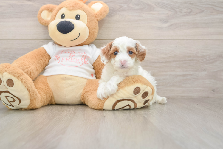 Cavapoo Puppy for Adoption